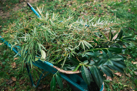 Bambus in lovorikovec