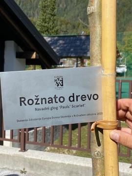 Rožnato drevo - navadni glog