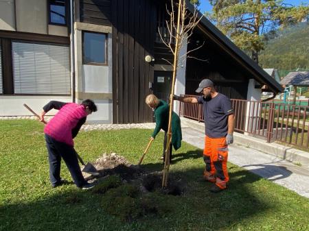 Posaditev rožnatega drevesa