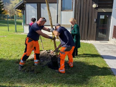 Posaditev rožnatega drevesa