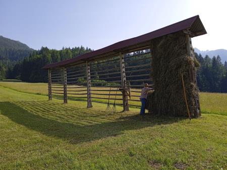 Sušenje krme v kozolcih