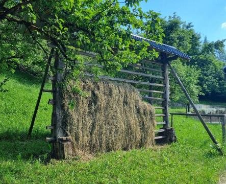 Sušenje krme v kozolcih