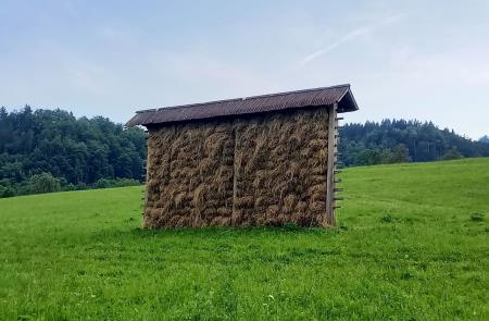 Sušenje krme v kozolcih