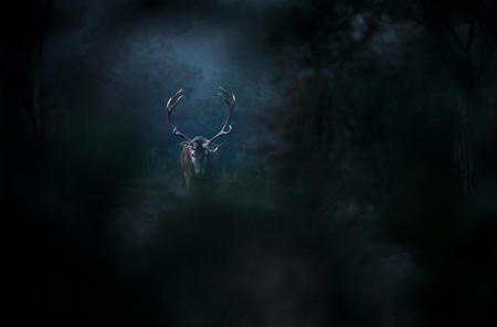 Woods-6